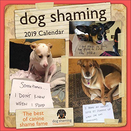 Dog Shaming 2019 Wall Calendar