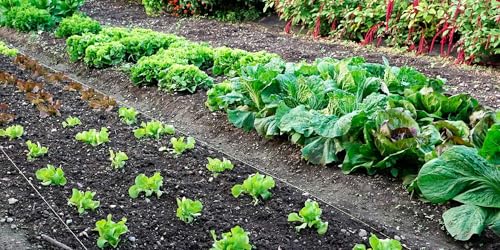 Kit Irrigazione a Goccia per Orto, 250 Metri Quadrati, con Ala Gocciolante 250m, Tubo Polietilene 20mm, Filtro, Raccordi, Sistema Fai da Te, Idraulico (distanza gocciolatore 30 cm)