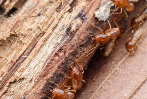 Cupinicida Mata Cupim Orgânico Biológico Sem Odor