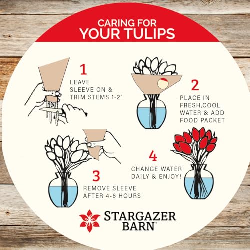 stargazer barn - 15 stem rainbow tulips vase not included - fresh flowers for delivery - gift for anniversary birthday congratulations get well graduation sympathy