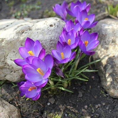Floriculture Greens Winter Bulbs IMP. Crocus/Saffron A Grade Hybrid Quality Pot & Land Growing Bulbs (Pack Of 1 Sativus Big Bunch) (B09B5KVFVK) Amazon Price History, Amazon Price Tracker
