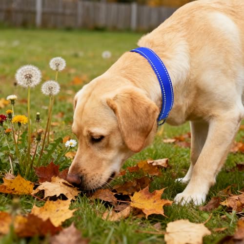Image of Taglory Reflective Large Dog Collar, Comfortable for Safe Night Walks, Blue