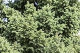 Picea abies 80–100 cm – Winterhart, Immergrün, Pflegeleicht – Gemeine Fichte – Nadelgehölz für Garten & Weihnachtsbaum