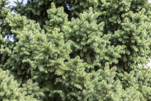 Picea abies 80–100 cm – Winterhart, Immergrün, Pflegeleicht – Gemeine Fichte – Nadelgehölz für Garten & Weihnachtsbaum
