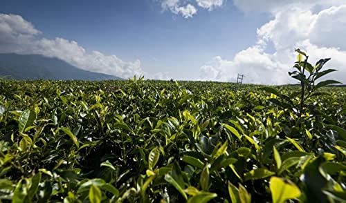 Té verde orgánico en hebras 100g miniatura 4
