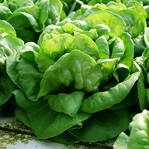 Lindsay Seed Lettuce Seeds (Buttercrunch) (600 Seeds) #TOP4