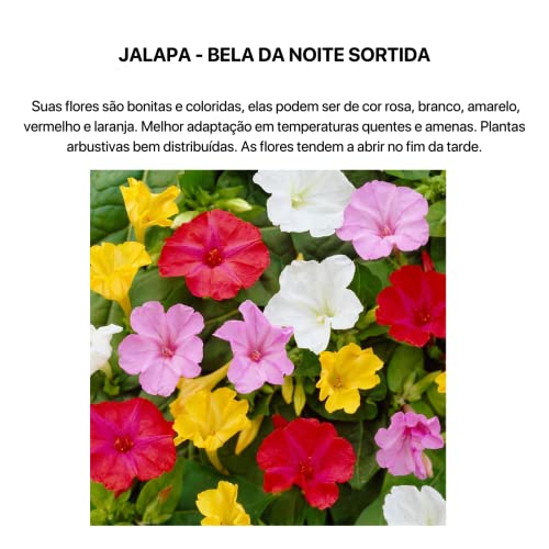 Sementes de Flores (Phlox, Bela da Noite, Amor Perfeito MIni, Boca de Leão)