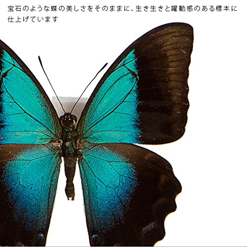 Amazon.co.jp: 蝶の標本 ペリクレスアオネアゲハ P.pericles