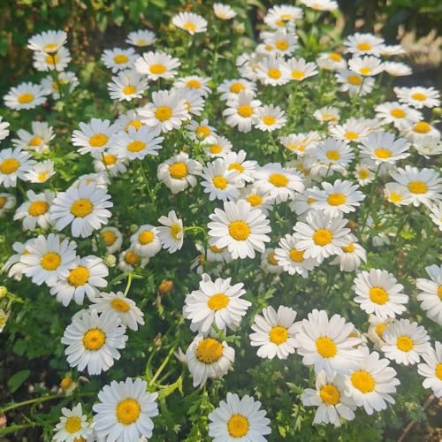 Semillas de margarita, Semillas de flores, macetas, decoración del alféizar de la ventana. Plantas resistentes en macetas, plantas decorativas. plantas de jardín, decoración de sala de 200pcs