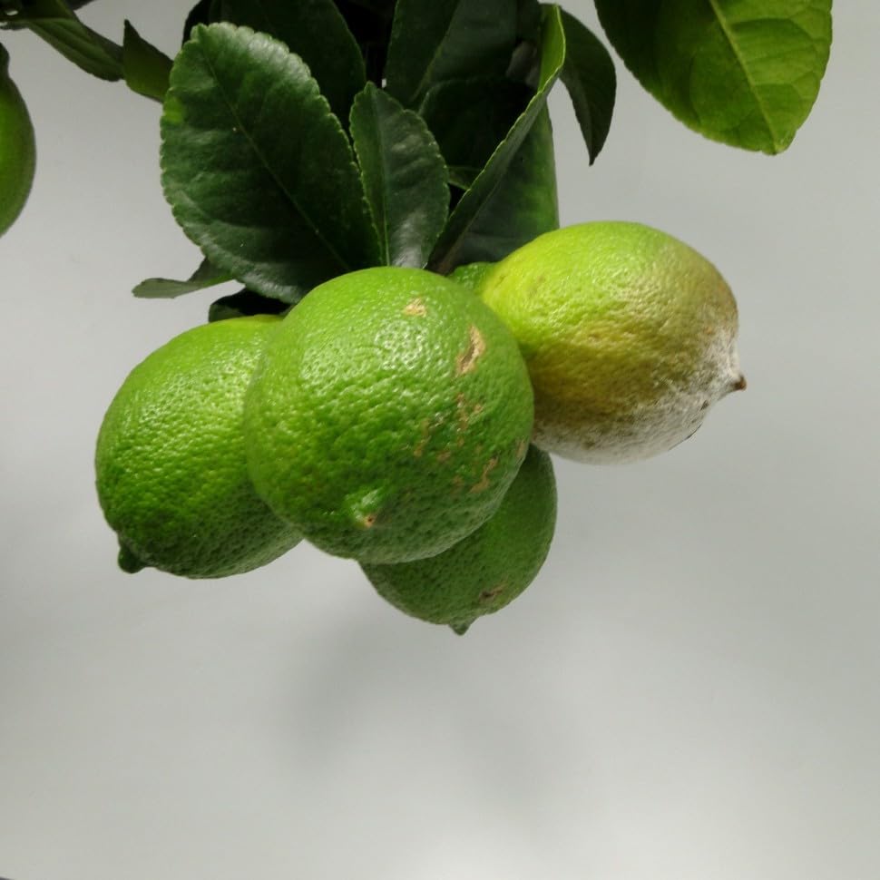 DIARAA All time sadabahar Kagzi Nimboo | Fruit Plant | Lemon Tree (pack of 1) 2