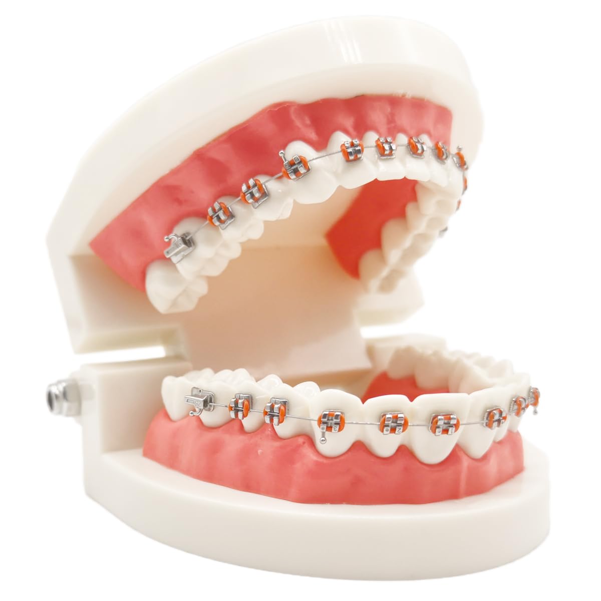 Easyinsmile Dental Orthodontic Model Teeth Model with Metal Bracket Tooth Model with Brace for Patients Communication