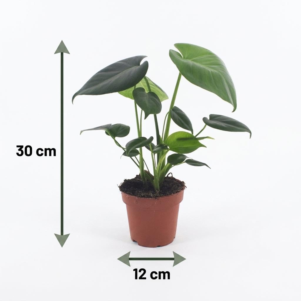 Monstera Deliciosa – roślina z dziurami – 2 sztuki – w szarej doniczce - 30cm - Ø12cm
