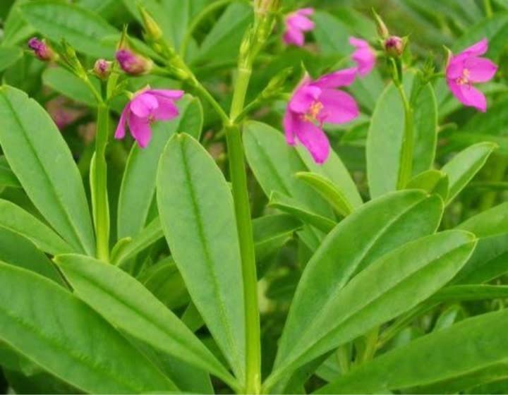 Talinum paniculatum live Plant/Ceylon Pasalai Keerai Plant - 1 No (B0B5383PCH) Amazon Price History, Amazon Price Tracker