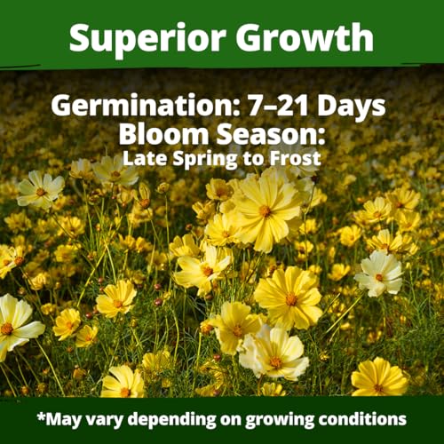 Image of HOME GROWN Cosmos 'Dwarf Lemon' Seeds - 300 Dwarf Cosmos Flower Seeds for Planting, Compact Yellow Blooms, Heat Tolerant Annual for Outdoor Gardens (.2g) - Cosmos sulphureus 'Dwarf Lemon'