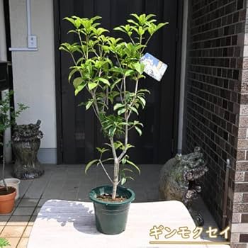 Amazon.co.jp: キンモクセイ苗 ギンモクセイ苗 金木犀苗と銀木星