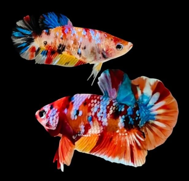 Koi Betta (Pair of Male and Female) - Live Freshwater Aquarium Fish