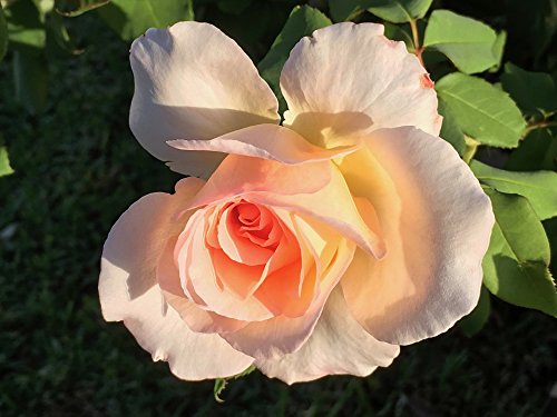 'Alpine Sunset' Rose Bush in 3.lt Pot (Live Plants)