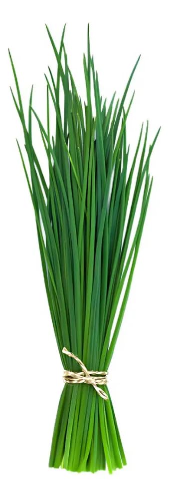 Kit 8 Cápsulas Cebolinha Ano Todo HidroGarden – Sementes + Nutrie...