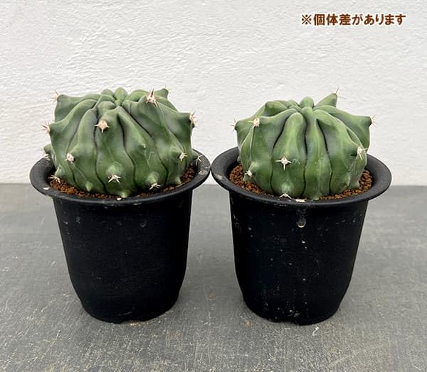 Amazon｜[ザ・ファームセレクト]フェロカクタス：短刺巨鷲玉無刺系（無