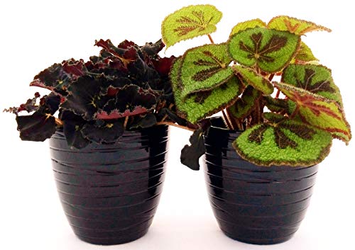 POWERS TO FLOWERS - BEGONIA REX JUNGLE BLACK e MASONIANA IN VASO CERAMICA NERO A RIGHE, piante vere