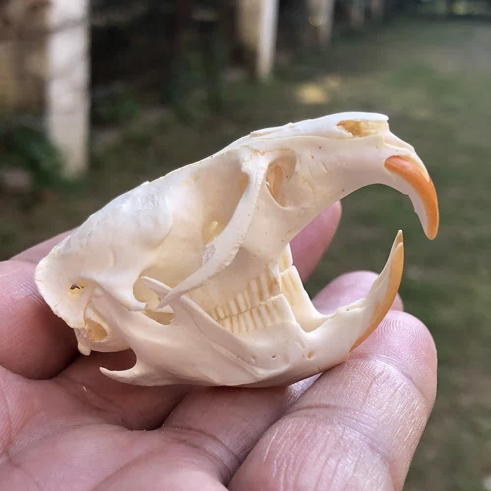 Taxidermy Real Animals Skulls - Model Animals Bones Specimen, Unique Collectible for Biology Science Education and Taxidermy Collection 1PCS (Musquash Skull)