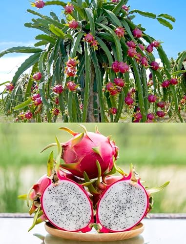 Image of 3 COMBO DRAGON FRUIT PLANT 1 RED 1 WHITE 1YELLOW HYBRID ORGANIC OUTDOOR LIVE FRUIT TREE