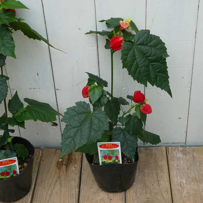 Amazon.co.jp: アブチロン チロリアンランプ 苗 3.5号 赤と黄色 250516