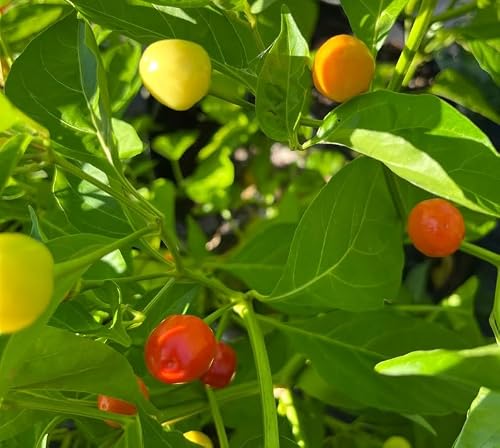 Aji Sopa Puerto Rico Heirloom Pepper Premium Seeds for Planting