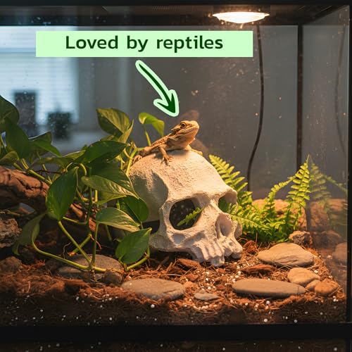 Image of CTWPets Aquarium Human Skull Decor for Betta Fish, Sinking Hide Shrimp Hide