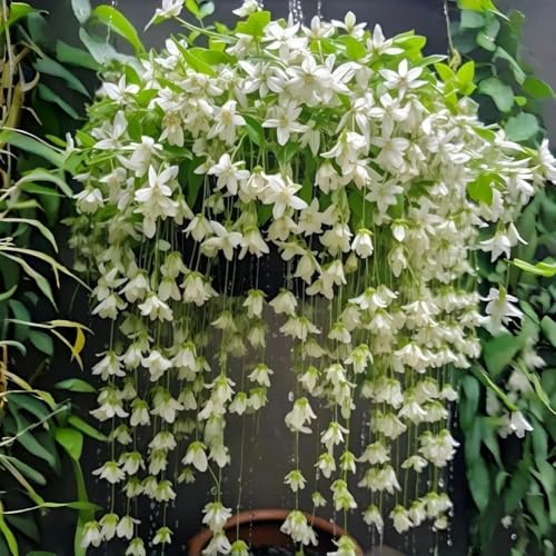 Climbing Jasmine Seeds for Planting 100pcs Fragrant Flowering Vine Fast-Growing
