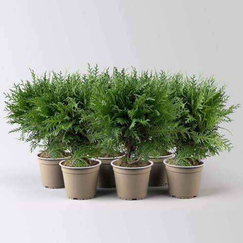 Kugel-Lebensbaum 'Danica', Topf-Ø 13 cm, 6 Pflanzen