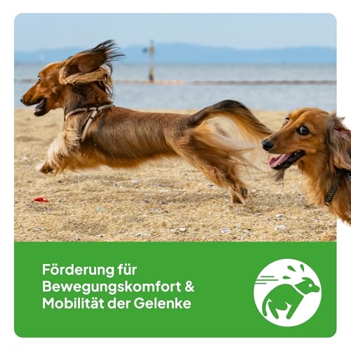 Malabone – Gelenktabletten für Hunde mit Calcium, Phosphor & Vitamin D3 – Ergänzungsfuttermittel für Knochen & Gelenke – für Hunde in jedem Alter – 90 Stück - Barf