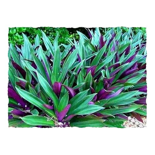 SIX Outdoor Live Plants- Oyster Plant Purple & Green - Grows to Medium Height Outdoor Plant- Young Small Plant