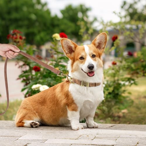 Didog Hundehalsband aus weichem Kunstleder, elegant, mit Schnellverschluss für mittelgroße Hunde, leicht zu reinigen, verstellbares Halsband für den täglichen Spaziergang, braun, Größe M für