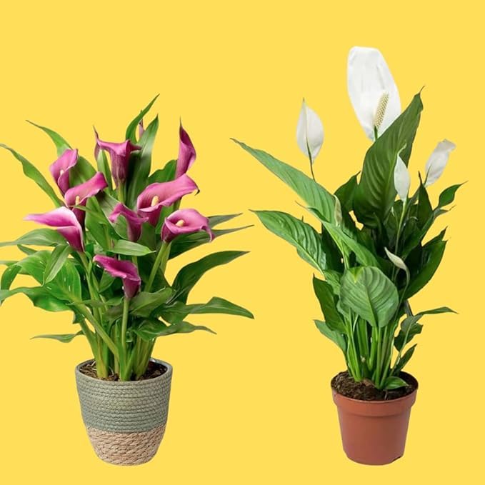 Live Peace Lily Plant Indoor Air Purifier Pack of 2