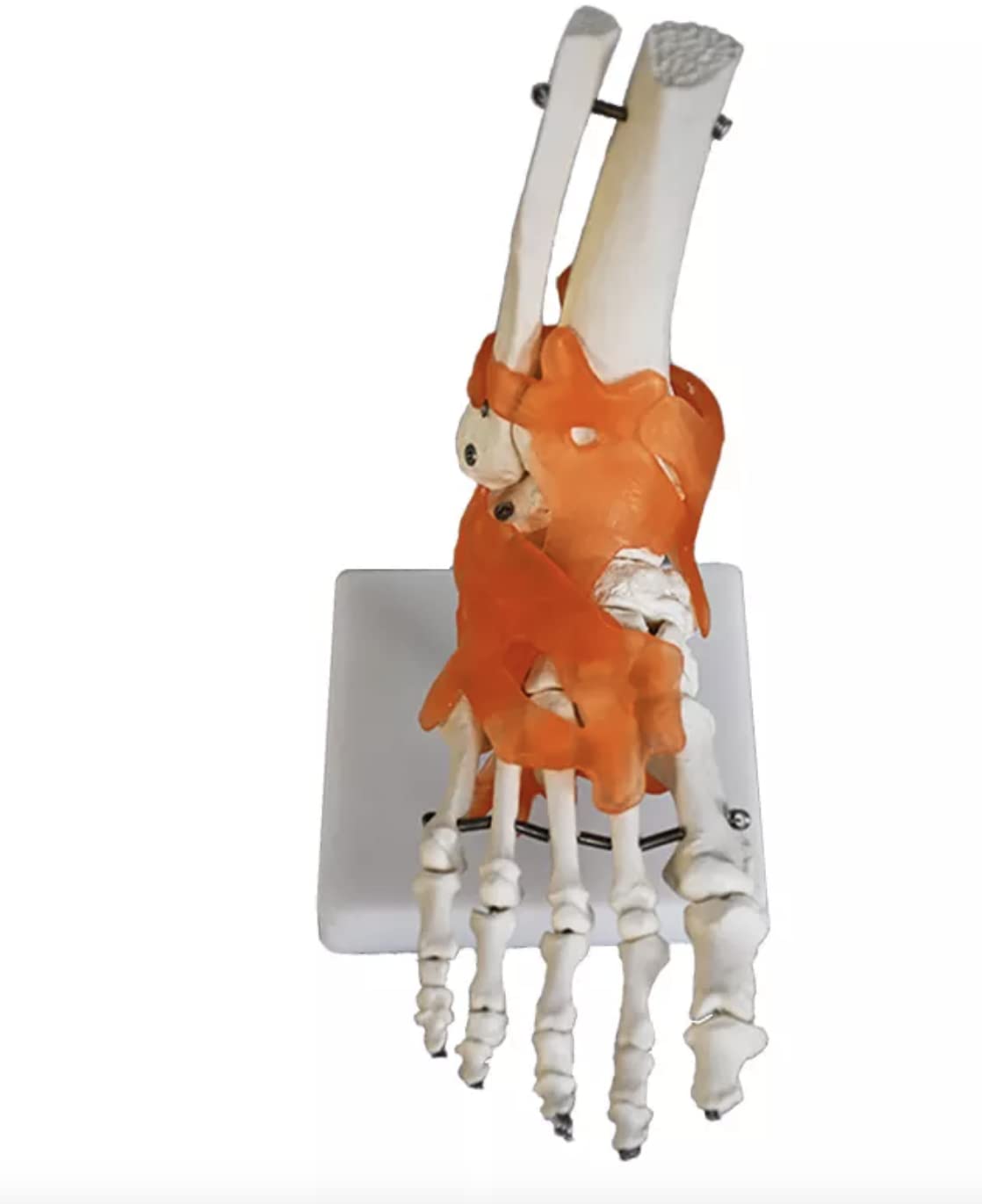 Human Foot Joint Model with Ligaments ✮ Scientific Life Size with Premium Display Base ✮ Best Teaching Tool for Patient Education & Anatomy Study