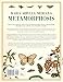Maria Sibylla Merian's Metamorphosis: One Woman's Discovery of the Transformation of Butterflies and Insects