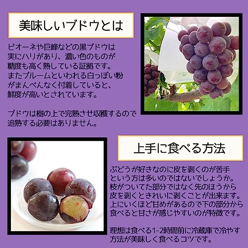 BAYU STORE シャインマスカットと種なしブドウ の商品画像 2