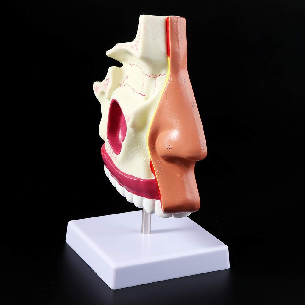 Human Nasal Cavity Anatomy Model – Detailed Medical Training Tool For Examination Practice & Display
