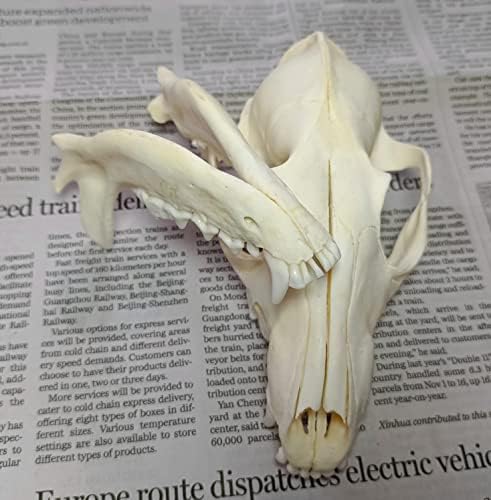 Animal Specimen Real Animal Skull Specimen Taxidermy Cleaned Skull Collection Fox, cat, Mink, Crocodile, Dog, Raccoon, Snake, Rabbit, Goat ，Muskrat，Nutria，Fox's paw (3pcs,Fox)