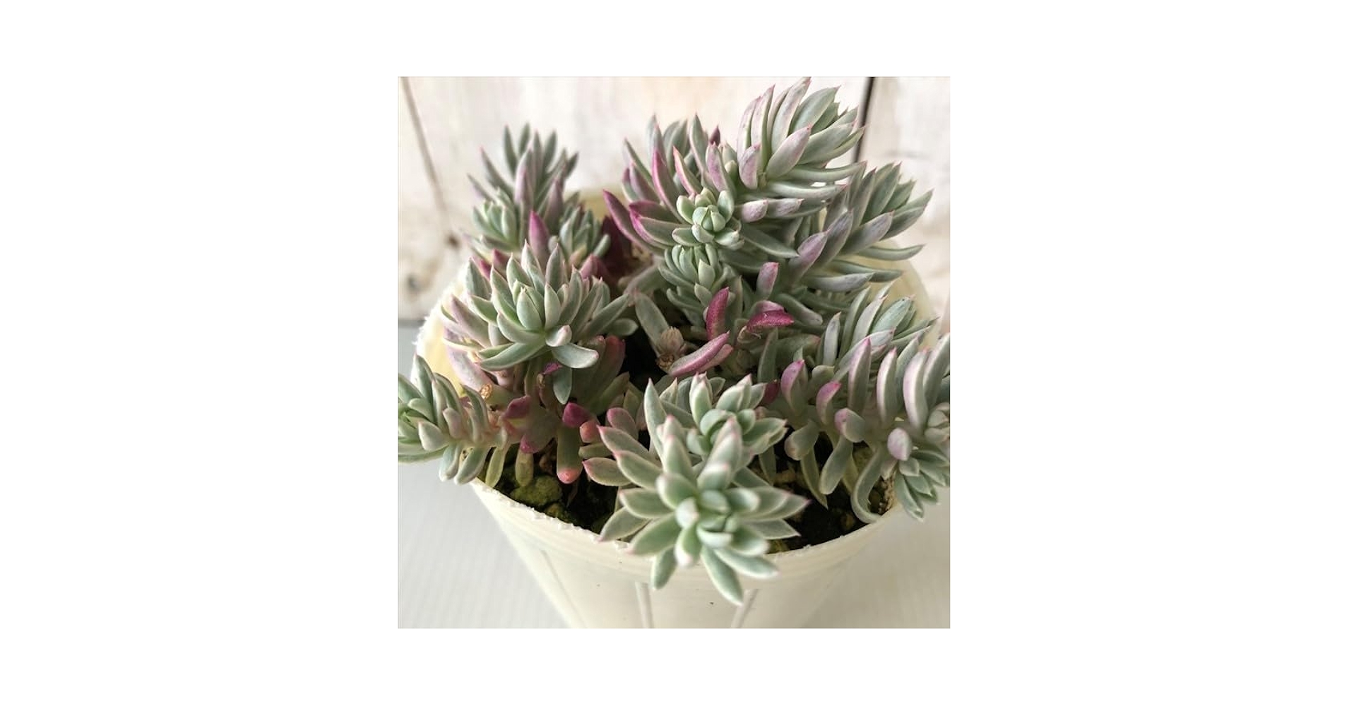 Amazon｜多肉植物 sbセダム カメレオン錦 多肉植物 セダム 7.5cm