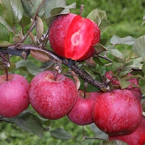 See full amazon price history chart for Flare Seeds Apple Fruit Seeds Pack of 300 Seeds Flare Seeds Apple Fruit Seeds Pack of 300 Seeds (B09C2S6YLF) Amazon Price History, Amazon Price Tracker