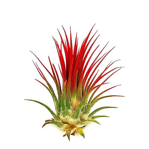 ragnaroc Air Plants - Tillandsia Ionantha, Regular 2-3' - 1ct - Organically Enhanced Color - Live...