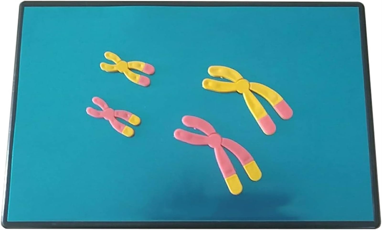 VERIMP Chromosome Changes in Meiosis Model Component Biology Teaching Instrument Human Chromosome Model Anatomical Model - Biology Teaching Model Chromosome Changes Meiosis Mode