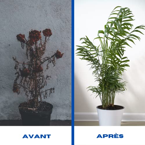 La Plaine Chassart - Universele Potgrond 50L - Oppotten van alle Soorten Binnen en Buitenplanten - Aarde voor Tuin… - Afbeelding 6