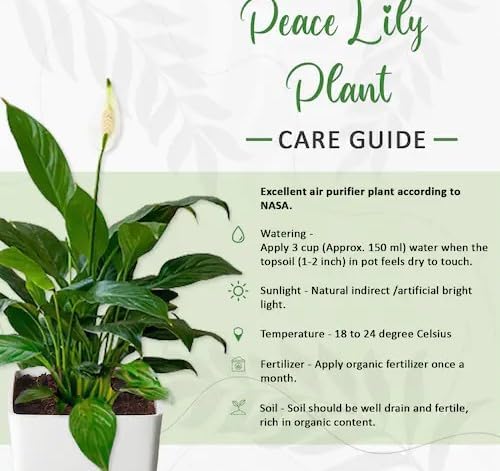 INODEC Peace Lily: Easy-Care Air Purifying Indoor Plant in Pot
