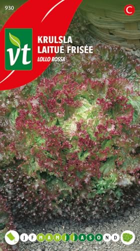 Semillas de Lechuga Lollo Rossa - Lechuga decorativa de hoja rojiza, muy rizada