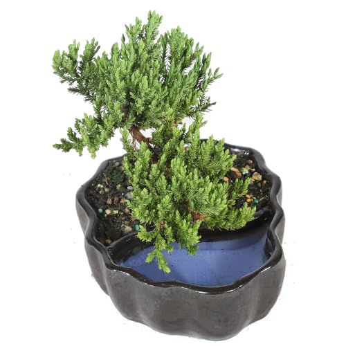 Juniper Live Bonsai Tree