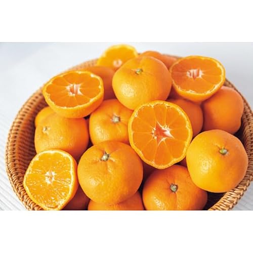 y2025 Εz a̎RYLc݂ (n̂)