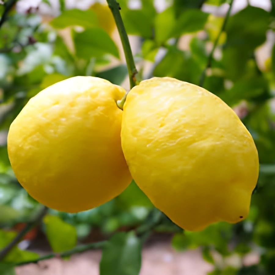 Image of All time Original Desi Yellow Gandharaj Lemon,Lebu,Nimbu Air Layerig Grafted 1 Healthy Plant for Roof Top Garden Plant Live Plant for Home Garden Pack Of 1
